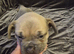 French bulldog puppies