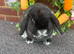 Mini lop adults for sale