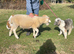 Pedigree Wiltshire Horn Ram Lambs available