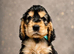 Show type KC Reg Cocker Spaniels from dna tested parents.