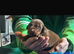Outstanding pedigree Doberman puppy&rsquo;s