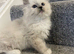 Pedigree Maine Coon x Pedigree Ragdoll Kittens Ready For New Homes