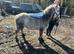 Registered welsh sec A rising 5 Gelding