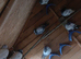 Pigoens for sale in Dunstable