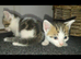 beautiful babies for sale