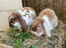 Plush Lop Bonded Sister Pair