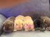 Pure Bred Mini Lops