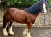 Stunning Clyde x cob gelding 4 yrs old
