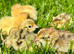 Hatching eggs jumbo Italian quail