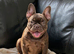 Beautiful french bulldog, fluffy & pink carrier