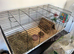 2 female guinea pigs