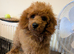 Toy poodle