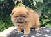 Chow chow puppies