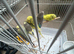 Hand tamed budgies for sale