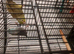 Beautiful egg laying Parrotlets