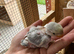 Baby love bird for sale