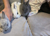 Bunnies