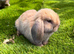 Mini lop pure. Bred boys