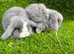 Mini lop mixed sex's