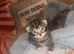 Two beautiful male tabby kittens