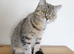 Stunning Active British Shorthair