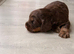 Beautiful litter of working cocker spaniels