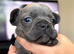 Litter of French bulldogs