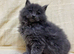 Mainecoon x Mainecoon/Ragdoll Kittens