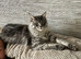 1 tica active girl left polydactyl