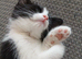 Kittens