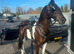 Georgie Snow pacing Horse