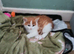 Kittens for sale lovely colours male female ready for there for ever home