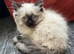 Ragdoll Kittens