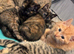 4 beautiful kittens