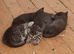 Kittens needing homes