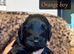 Beautiful F3 Cockapoo Puppies