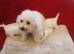 Pedigree Bichon Frise pups