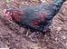 Black copper Maran type cockerel