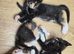 Maincoon X Siamese Beautiful, Loving Kittens for sale