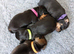 Beautiful Dachshund Puppies