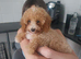 Female cockapoo