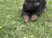 German shepherd puppies