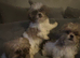 Shih Tzu imperial puppies