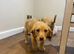 KC Registered Labrador Dog Pups