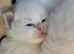 TICA Blue Bicolor/Mitted Ragdoll kittens