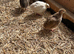 Quails for sale