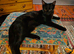 Beautiful Black young Cat to rehome
