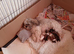 Pure Bred Shih Tsu boy puppies