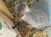 Mini lop x lionhead bunnies