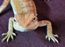 Bearded dragon baby ( Rescue )